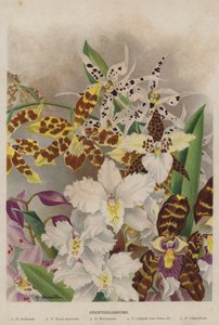 Odontoglossums by Unbekannt Unbekannt